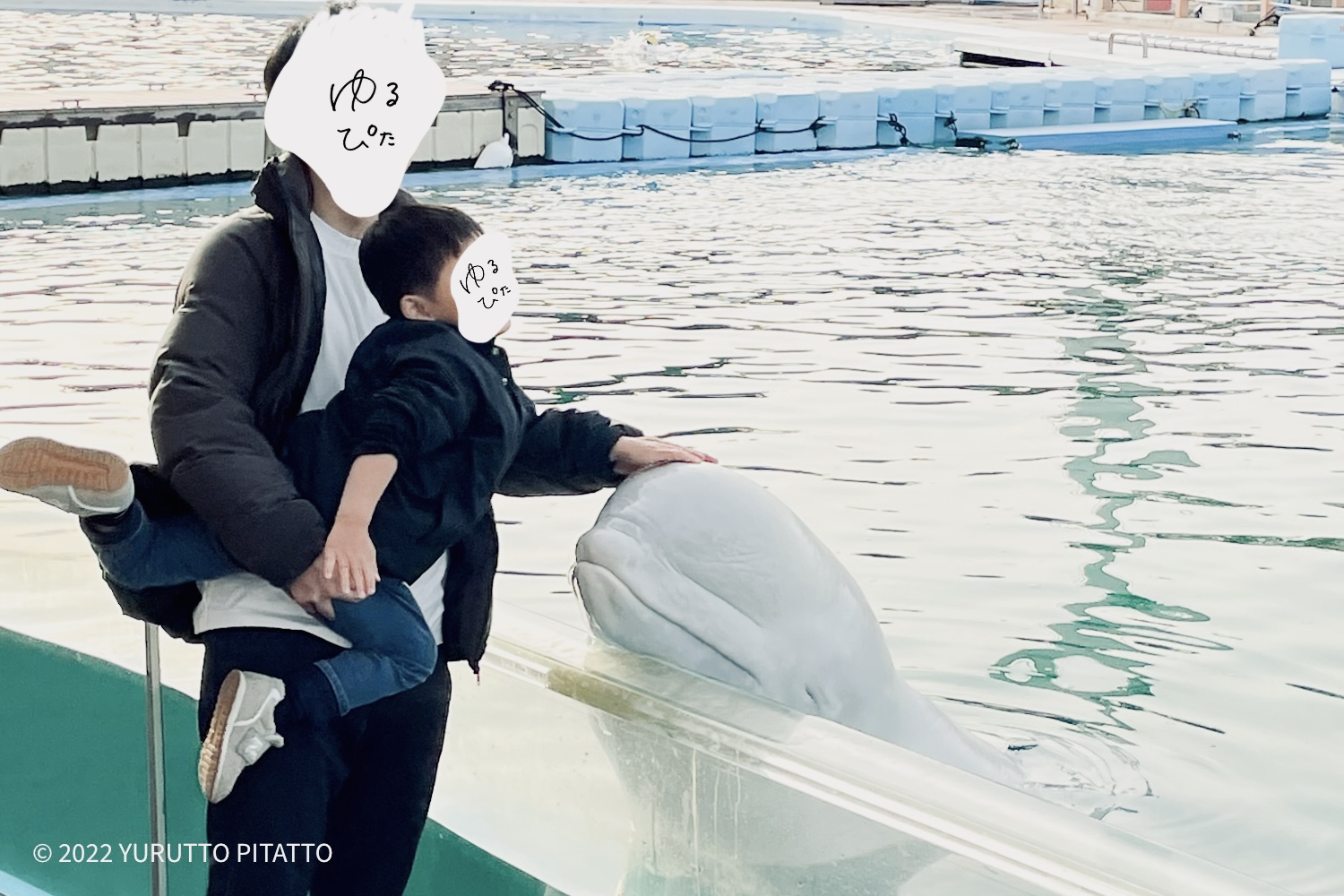横浜八景島シーパラダイスでシロイルカとふれあい